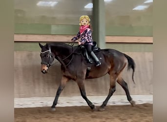 Oldenburger, Wallach, 11 Jahre, 169 cm, Schwarzbrauner
