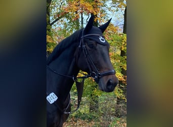 Oldenburger, Wallach, 11 Jahre, 170 cm, Brauner