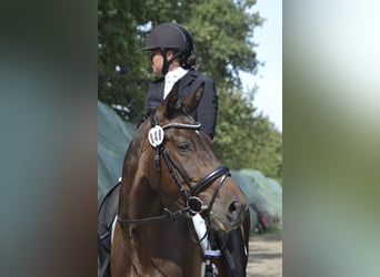 Oldenburger, Wallach, 11 Jahre, 170 cm, Dunkelbrauner