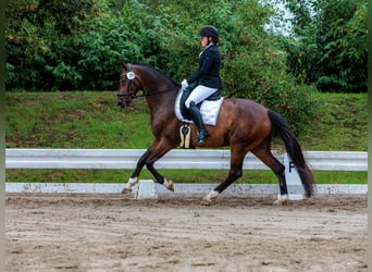 Oldenburger, Wallach, 11 Jahre, 170 cm, Dunkelbrauner