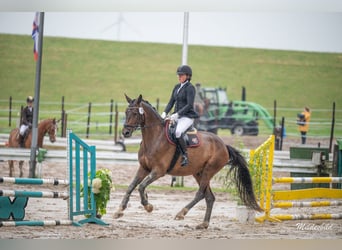 Oldenburger, Wallach, 11 Jahre, 170 cm, Dunkelbrauner