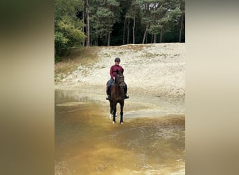Oldenburger, Wallach, 11 Jahre, 170 cm, Dunkelbrauner