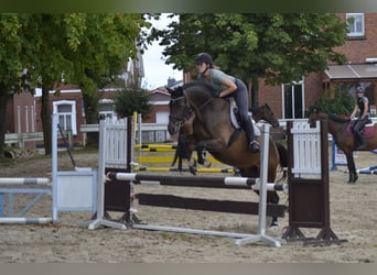 Oldenburger, Wallach, 11 Jahre, 170 cm, Dunkelbrauner