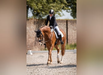 Oldenburger, Wallach, 11 Jahre, 170 cm, Fuchs