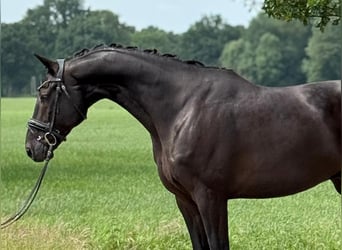 Oldenburger, Wallach, 11 Jahre, 170 cm, Rappe