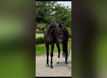 Oldenburger, Wallach, 11 Jahre, 170 cm, Rappe