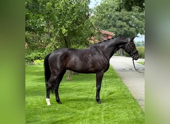 Oldenburger, Wallach, 11 Jahre, 170 cm, Rappe