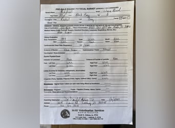 Oldenburger, Wallach, 11 Jahre, 170 cm, Rotbrauner