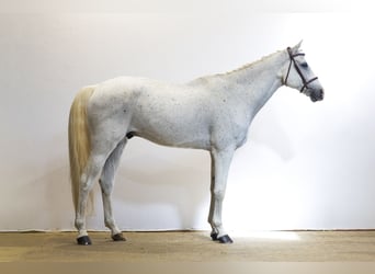 Oldenburger, Wallach, 11 Jahre, 171 cm, Schimmel