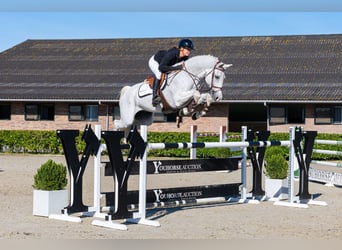 Oldenburger, Wallach, 11 Jahre, 171 cm, Schimmel