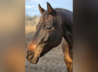 Oldenburger, Wallach, 11 Jahre, 172 cm, Dunkelbrauner