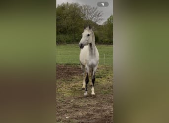 Oldenburger, Wallach, 11 Jahre, 173 cm, Apfelschimmel