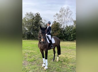 Oldenburger, Wallach, 11 Jahre, 173 cm, Brauner