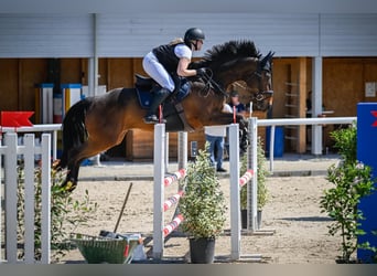 Oldenburger, Wallach, 11 Jahre, 173 cm, Brauner