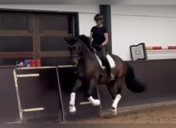 Oldenburger, Wallach, 11 Jahre, 173 cm, Dunkelbrauner