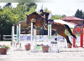 Oldenburger, Wallach, 11 Jahre, 175 cm, Brauner