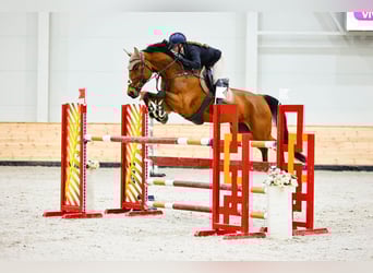 Oldenburger, Wallach, 11 Jahre, 175 cm, Brauner