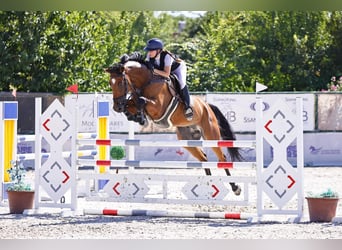 Oldenburger, Wallach, 11 Jahre, 175 cm, Brauner