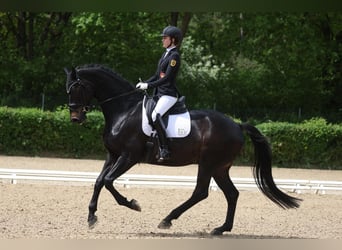 Oldenburger, Wallach, 11 Jahre, 176 cm, Dunkelbrauner