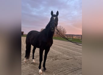 Oldenburger, Wallach, 11 Jahre, 176 cm, Rappe