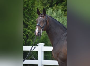Oldenburger, Wallach, 11 Jahre, 178 cm, Dunkelbrauner