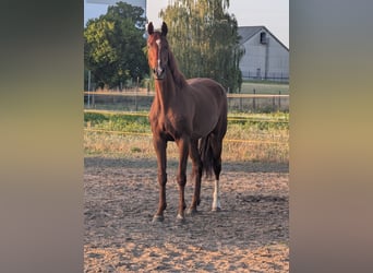Oldenburger, Wallach, 11 Jahre, 178 cm, Fuchs