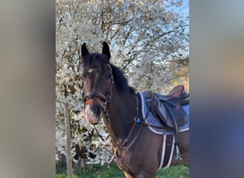 Oldenburger, Wallach, 12 Jahre, 163 cm, Dunkelbrauner