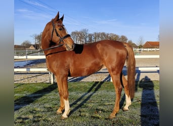 Oldenburger, Wallach, 12 Jahre, 165 cm, Fuchs