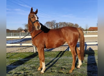 Oldenburger, Wallach, 12 Jahre, 165 cm, Fuchs