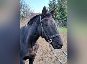 Oldenburger, Wallach, 12 Jahre, 165 cm, Rappe