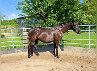 Oldenburger, Wallach, 12 Jahre, 165 cm, Rappe