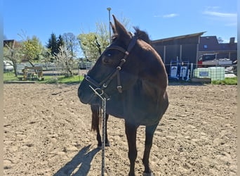 Oldenburger, Wallach, 12 Jahre, 165 cm, Rappe