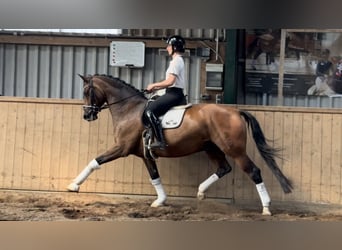 Oldenburger, Wallach, 12 Jahre, 168 cm, Brauner