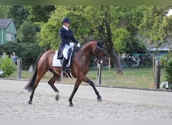 Oldenburger, Wallach, 12 Jahre, 169 cm, Brauner