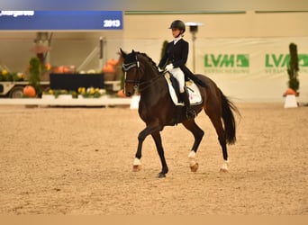 Oldenburger, Wallach, 12 Jahre, 169 cm, Dunkelbrauner