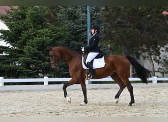 Oldenburger, Wallach, 12 Jahre, 170 cm, Brauner