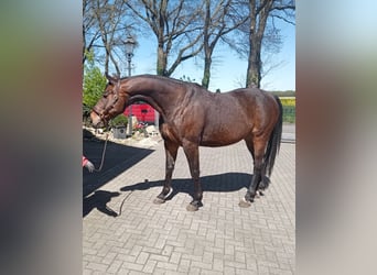 Oldenburger, Wallach, 12 Jahre, 170 cm, Dunkelbrauner