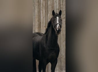 Oldenburger, Wallach, 12 Jahre, 170 cm, Dunkelbrauner