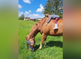 Oldenburger, Wallach, 12 Jahre, 170 cm, Fuchs