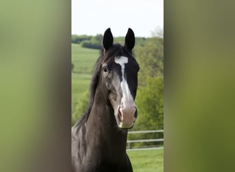 Oldenburger, Wallach, 12 Jahre, 170 cm, Rappe