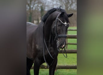 Oldenburger, Wallach, 12 Jahre, 170 cm, Rappe