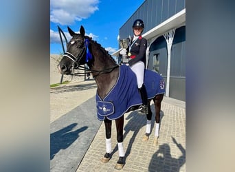 Oldenburger, Wallach, 12 Jahre, 170 cm, Rappe