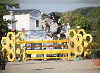 Oldenburger, Wallach, 12 Jahre, 170 cm, Schimmel