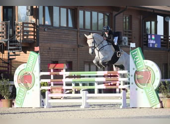 Oldenburger, Wallach, 12 Jahre, 170 cm, Schimmel