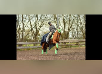 Oldenburger, Wallach, 12 Jahre, 171 cm, Fuchs