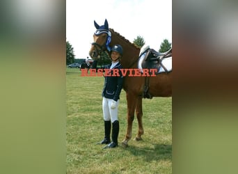Oldenburger, Wallach, 12 Jahre, 171 cm, Fuchs