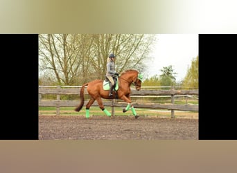 Oldenburger, Wallach, 12 Jahre, 171 cm, Fuchs