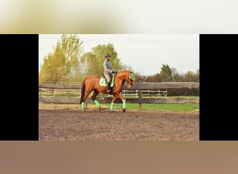 Oldenburger, Wallach, 12 Jahre, 171 cm, Fuchs