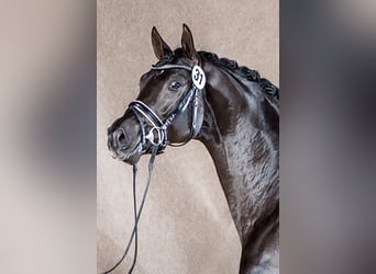 Oldenburger, Wallach, 12 Jahre, 172 cm, Dunkelfuchs