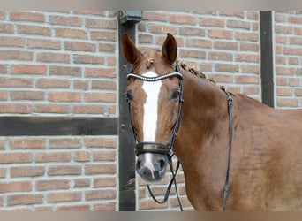 Oldenburger, Wallach, 12 Jahre, 172 cm, Fuchs